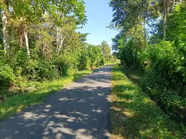 TANAH 1.95 HA PINGGIR JALAN, DI TEGAL BADENG BARAT JEMBRANA BALI