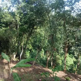 Tanah murah meriah los tebing sungai 3,5 meter ke sentral ubud