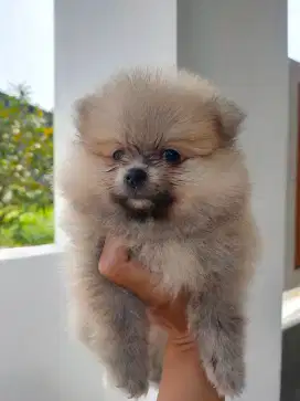 Minipom puppy asli