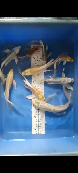 Koi slater mix 20-27cm