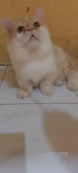 Kucing open pacak munckin flatnose