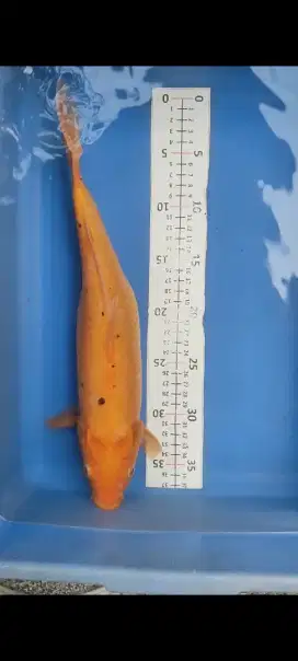 koi jumbo murah