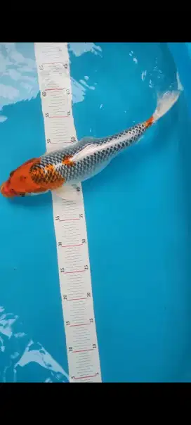 Koi kujaku jumbo cacat dkit