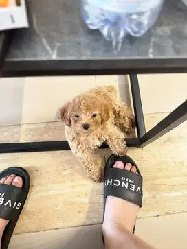 Open adopt anjing ras POODLE aktif sehat sudah vaksin,tidak ada sakit