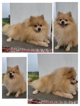 Minipom asli dewasa
