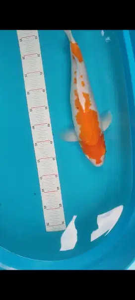 Koi kohaku jumbo 44cm