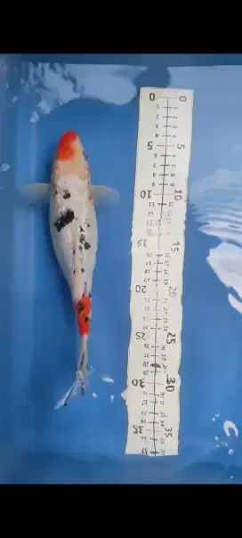 ikan koi bengkok