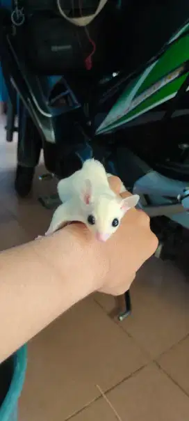 Sugar glider leucistic betina & jantan  jalan 3 bulan | sugar glider