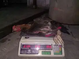 AYAM KAMPUNG JAGO