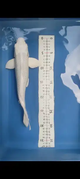 koi platinum putih asli