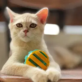 KUCING BSH PED BRITISH SHORT HAIR