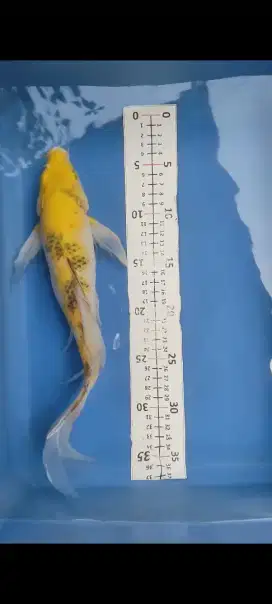 Koi slayer ki showa