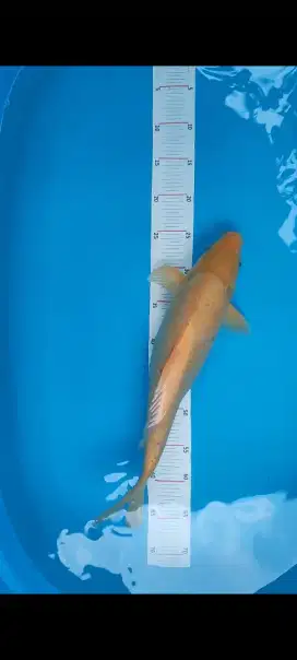 Koi jumbo murah meriah
