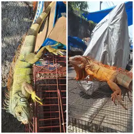 2 ekor iguana super red dan green