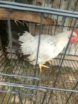 Ayam Kate chabo jantan remaja