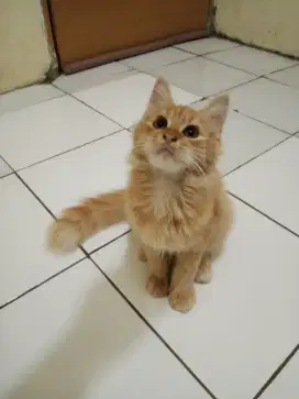 Kucing persia oren
