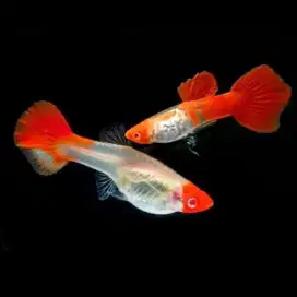Guppy koi dewasa
