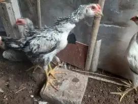 anakan ayam bulbi pamangon