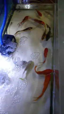 Ikan hias aquarium