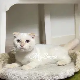 Kucing scottish fold murah meriah