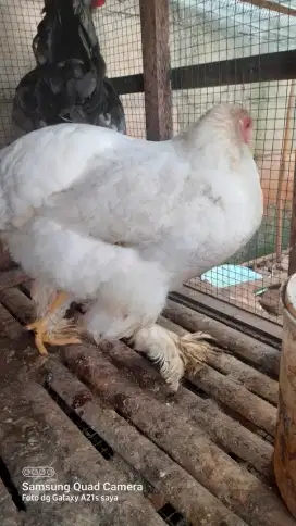Betina ayam brahma 7/8 bulan