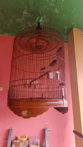 Murai batu gacor
