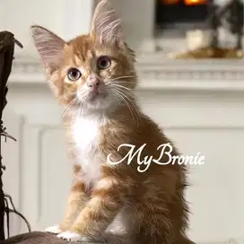 Kucing mainecoon Mix Persia