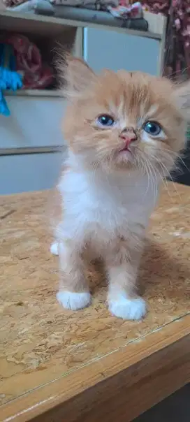 Lepas kucing Persia 1-2 bulan JANTAN
