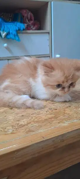 Lepas adopsi kucing persia Betina 1-2 bulan