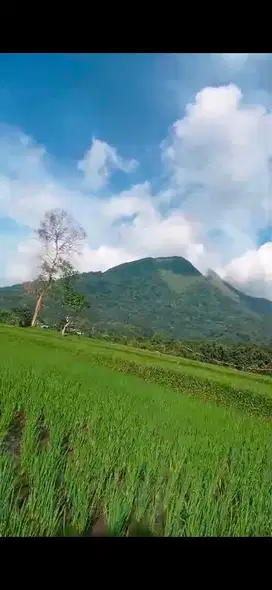 tanah denga view cantik luas 1500