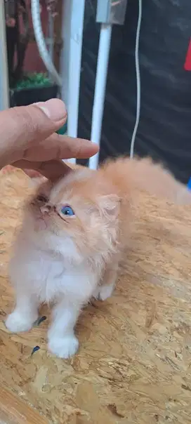 Lepas adopsi kucing persia 1-2 bulan betina