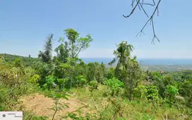 Tanah 5000 m2 SHM Kayuputih, Lovina, Buleleng