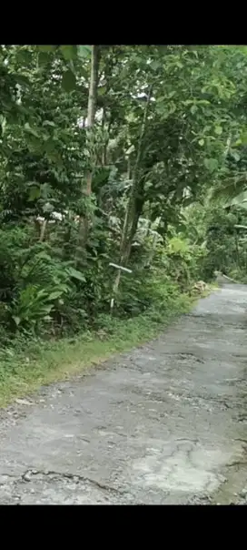 Tanah Pekarangan 2,5 Hekta Pengasih Kulon Progp