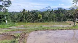 DIJUAL CEPAT TANAH PERTANIAN 660rb/m2 di tabanan
