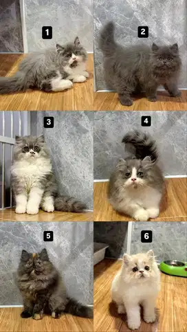 BSH pedigree mix peaknose