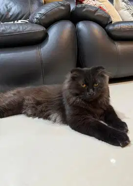 Kucing Scottish Fold