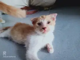 Kitten fold domestik