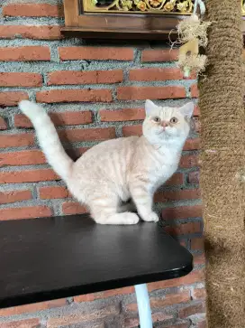 Kucing Scottish Straight Ped - Gen Big Bone - Turunan ada gen BSH