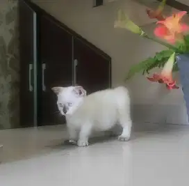 Kucing monskins skottisfoul