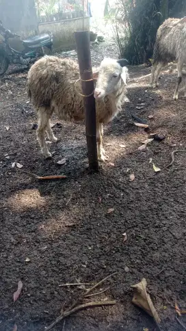 KAMBING QURBAN EKONOMIS BANTUL