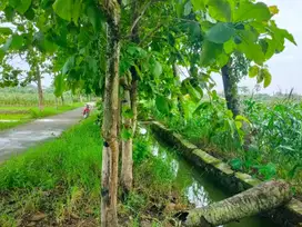 Sawah aktif di Candisari Mranggen Demak
