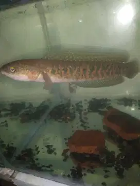 Ikan cana kalimaya