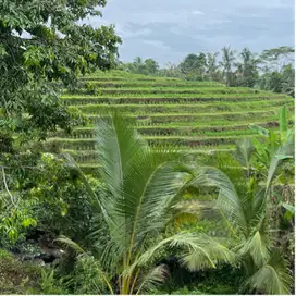 di jual tanah view sawah los sungai kecil cocok untuk villa