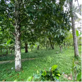 di jual tanah kebun cocok untuk hunian pinggir jalan