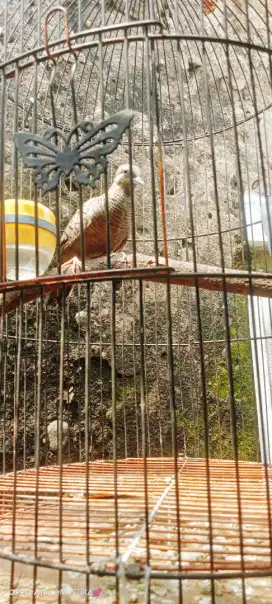 Perkutut cemani kolbuntet