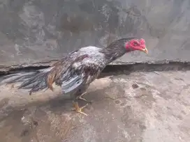 Ayam Bangkok phakoy