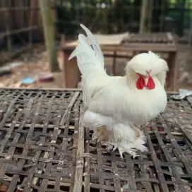 Ayam Hias Sultan Usia 7,5 Bulan