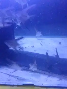Jual anak manfish silver pinoy