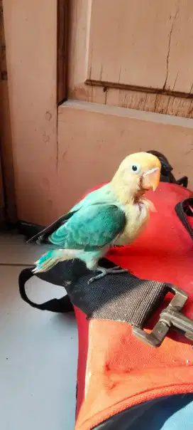 Lolohan Lovebird biola PB bahan jinak
