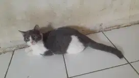 Bsh bicolour blue betina 6bulan